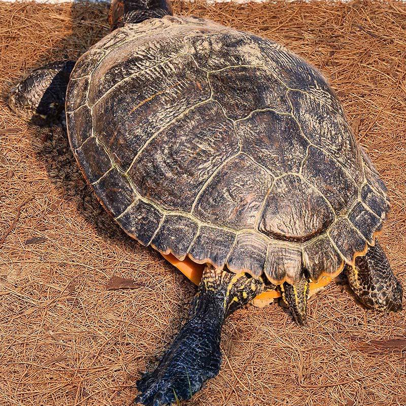 Substrate Coconut Fiber - AT21-Natural Coconut Fiber Mat, Reptile Carpet,