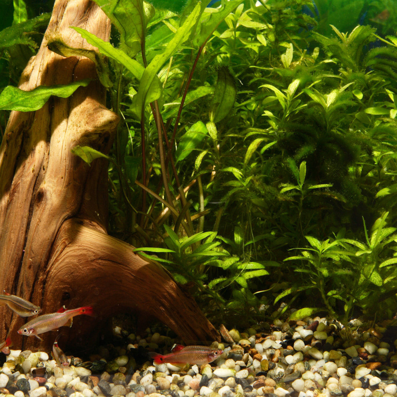Hide Cave Ceramic - Shrimp Cave Fish Tank Decorations Ceramic