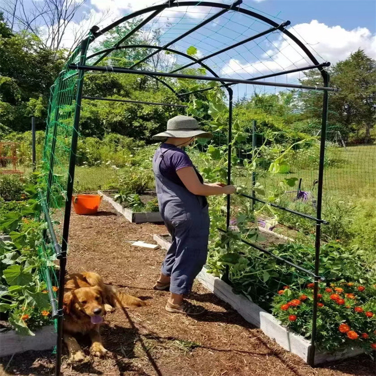 Garden Netting Plant Vine Grow - Vine Climbing Plastic review and price