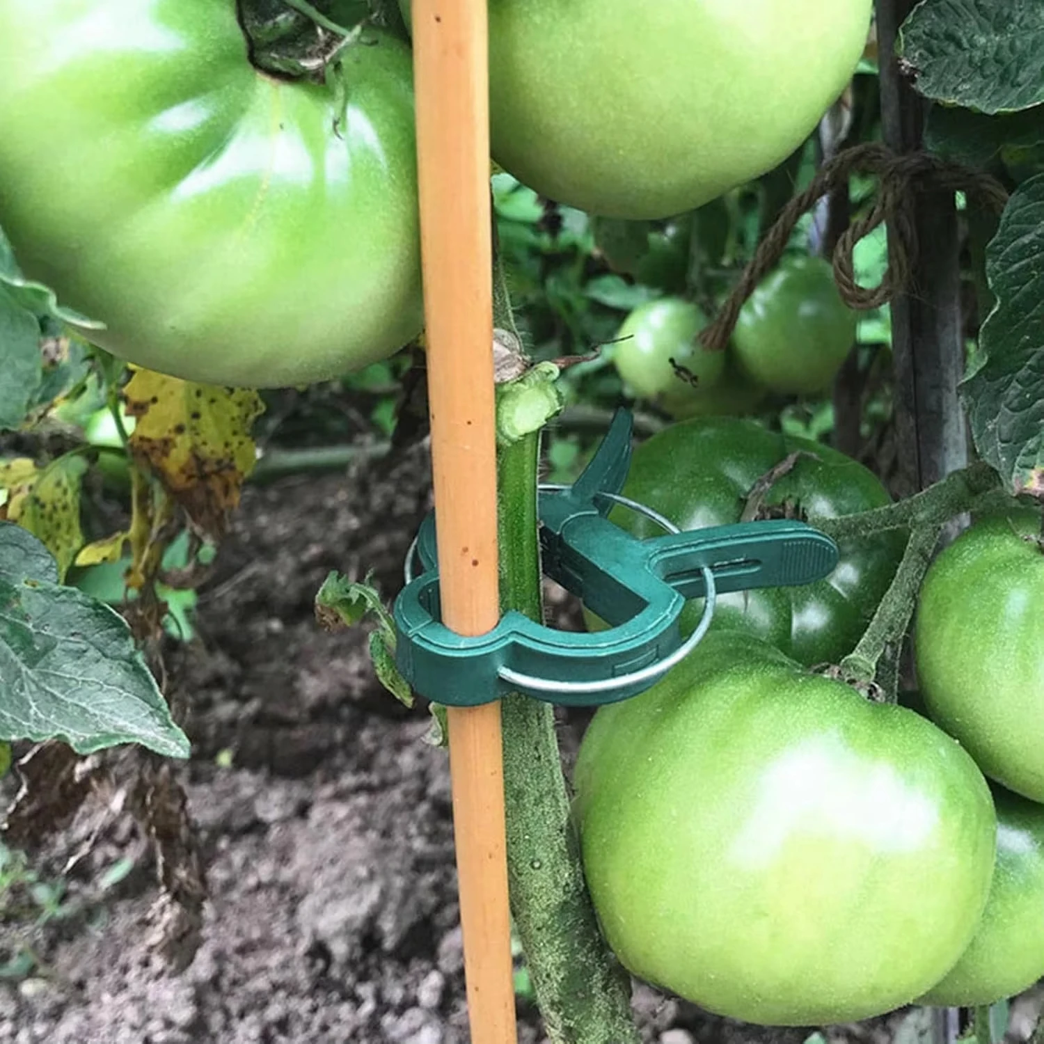Plant Fixed Clips Reusable Gar - Vine Climbing Plastic review and price