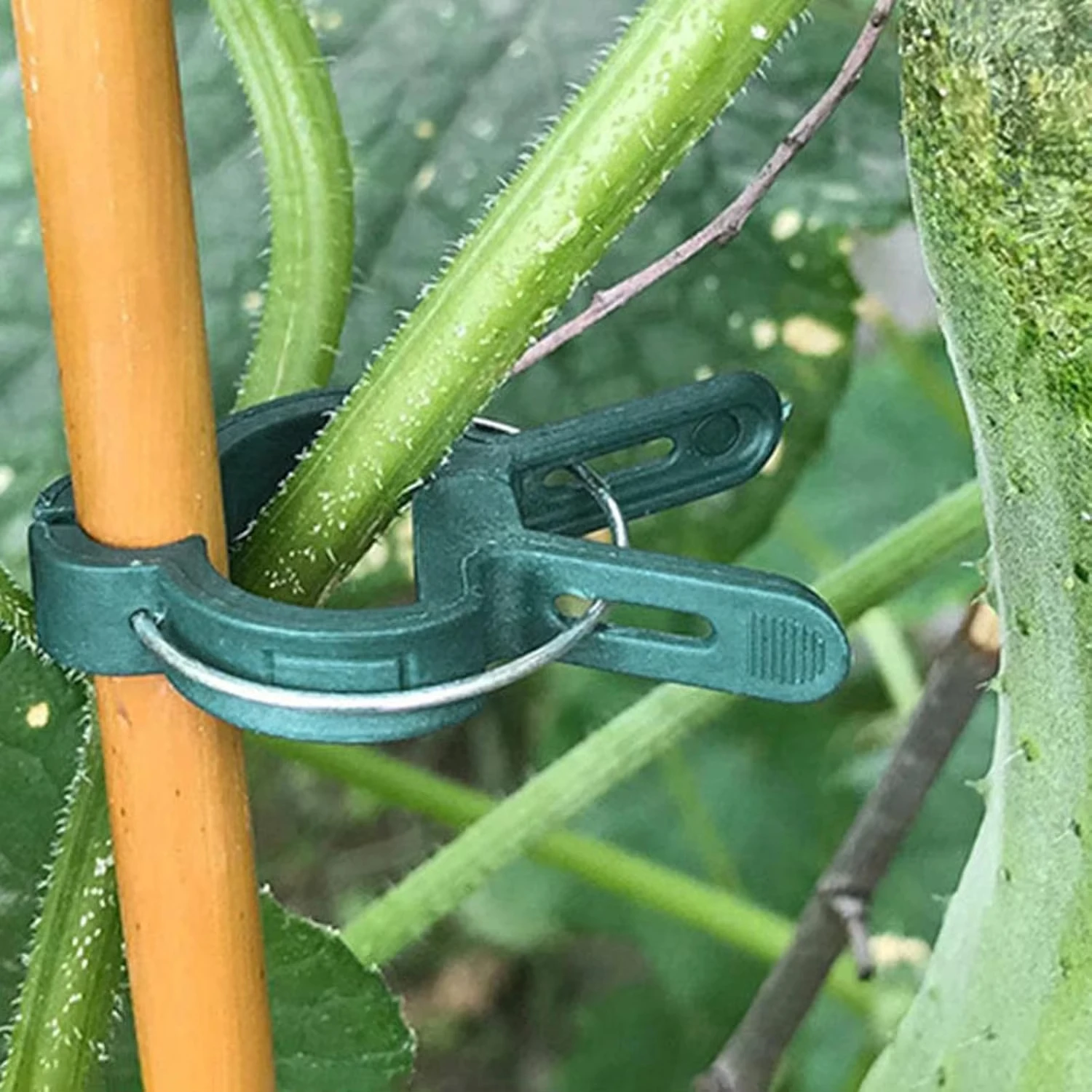 Plant Fixed Clips Reusable Gar - Vine Climbing Plastic review and price