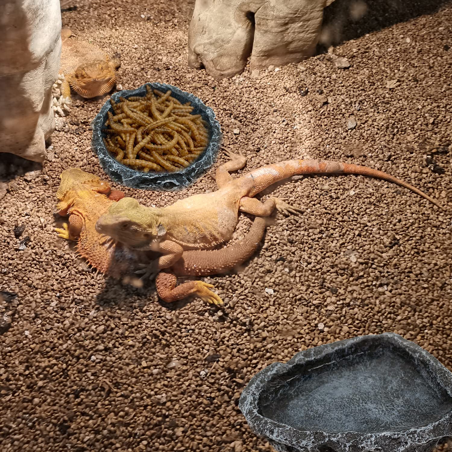 1/2 Pack Reptile Feeding Dish  - Water Dish Reptile review and price
