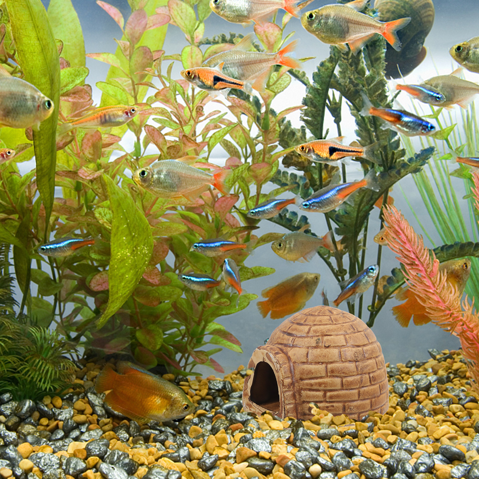 Ceramic Pleco Caves for Aquari - Hide Cave Ceramic review and price