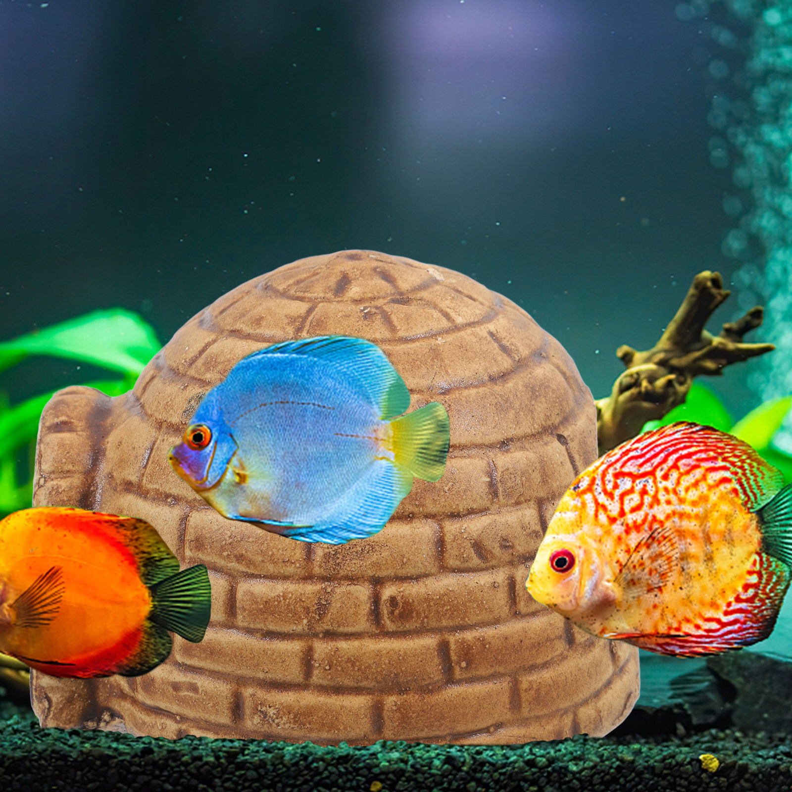 Ceramic Pleco Caves for Aquari - Hide Cave Ceramic review and price
