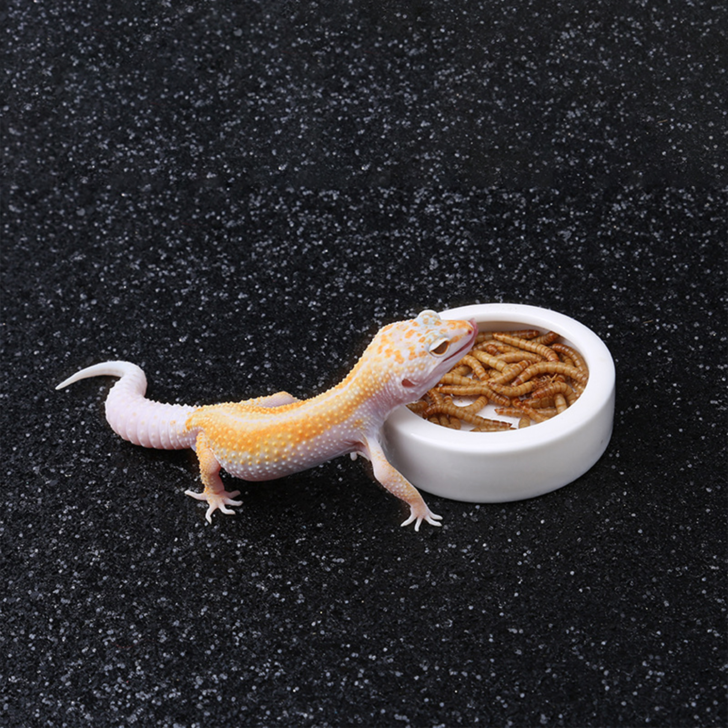 Reptile Food Bowl Feeding and  - Water Dish Reptile review and price
