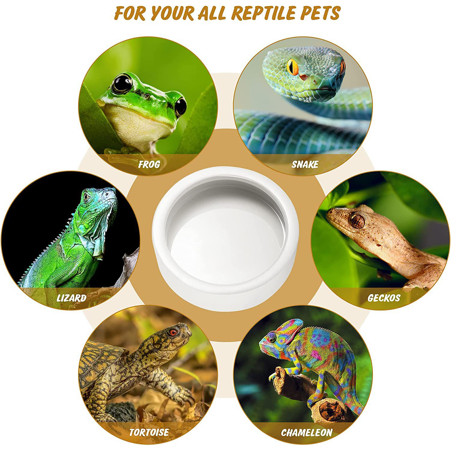 Reptile Food Bowl Feeding and  - Water Dish Reptile review and price