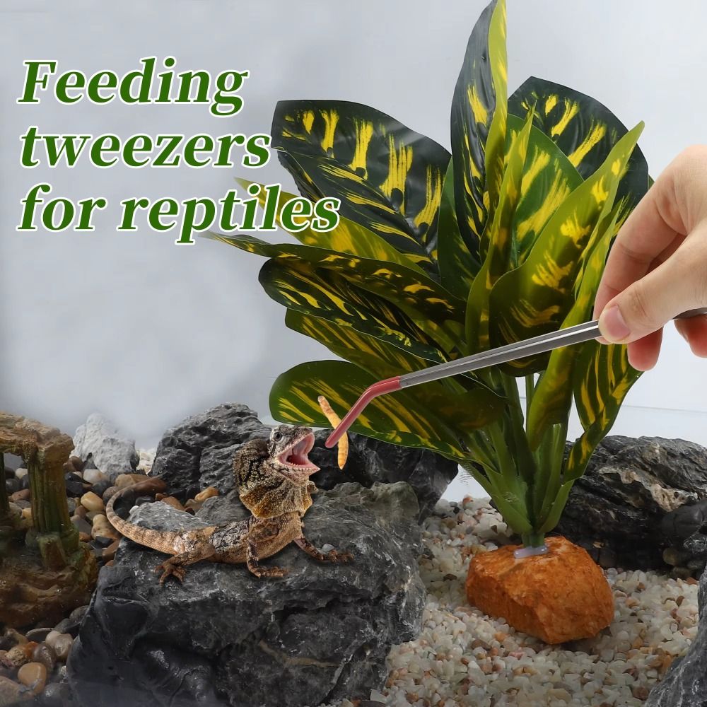 Stainless Steel Aquarium Feedi - Feeding Tong Stainless review and price