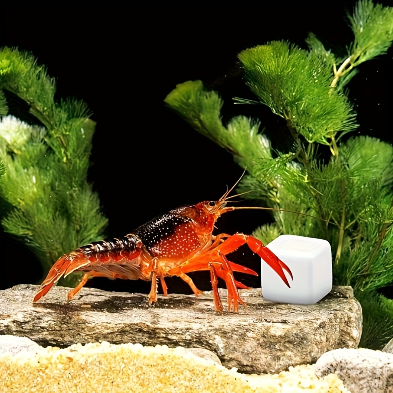 6Pcs Fish Tank Calcium Block M - Calcium Powder Reptile review and price