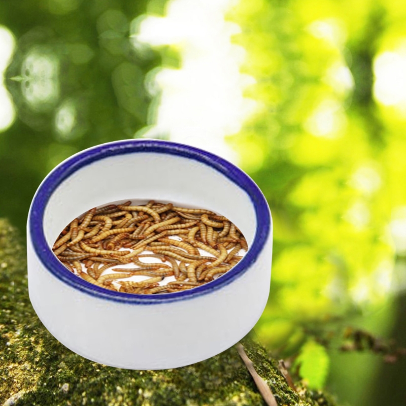 Reptile Bowl Spider Water Dish - Water Dish Reptile review and price